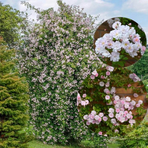 Rosa 'Paul's Himalayan Musk' - Roos 'Paul's Himalayan Musk' C4/4L